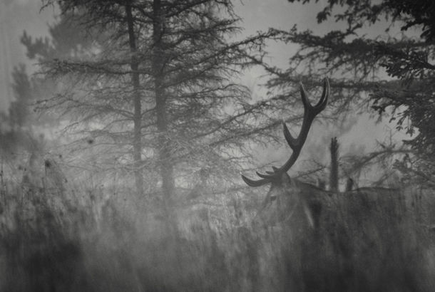Krondyr i Hjardemål fotograferet gennem græs